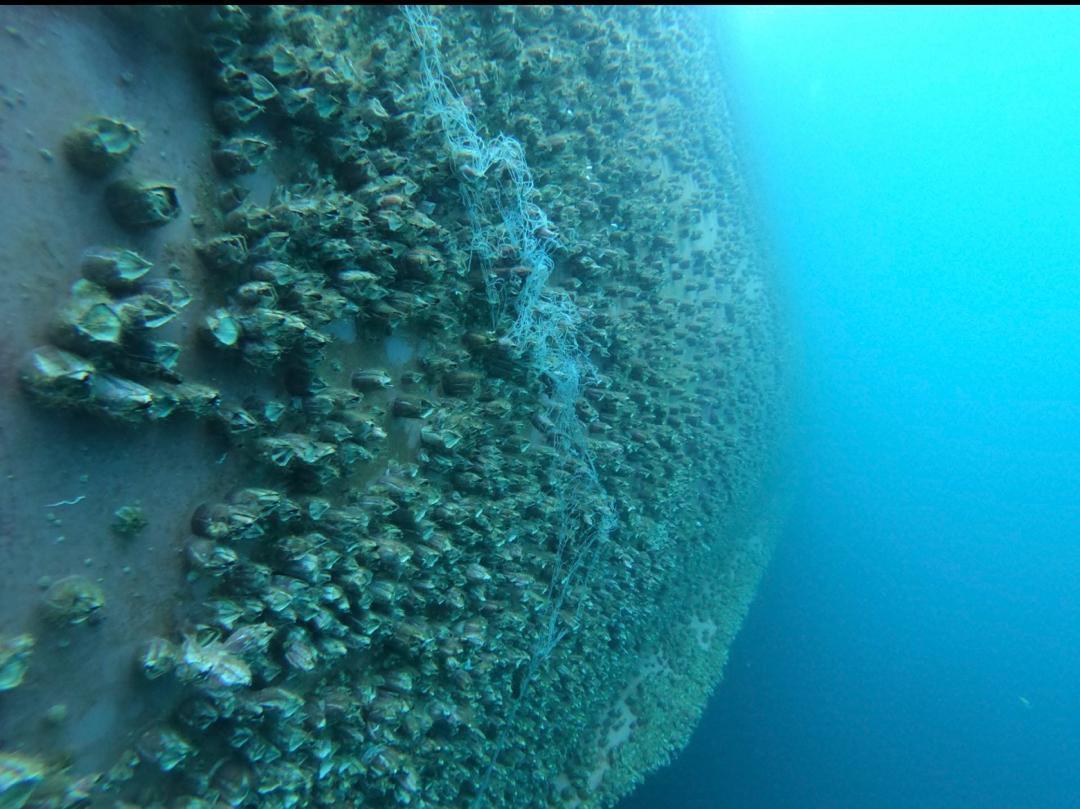 Hull inspection before cleaning 2