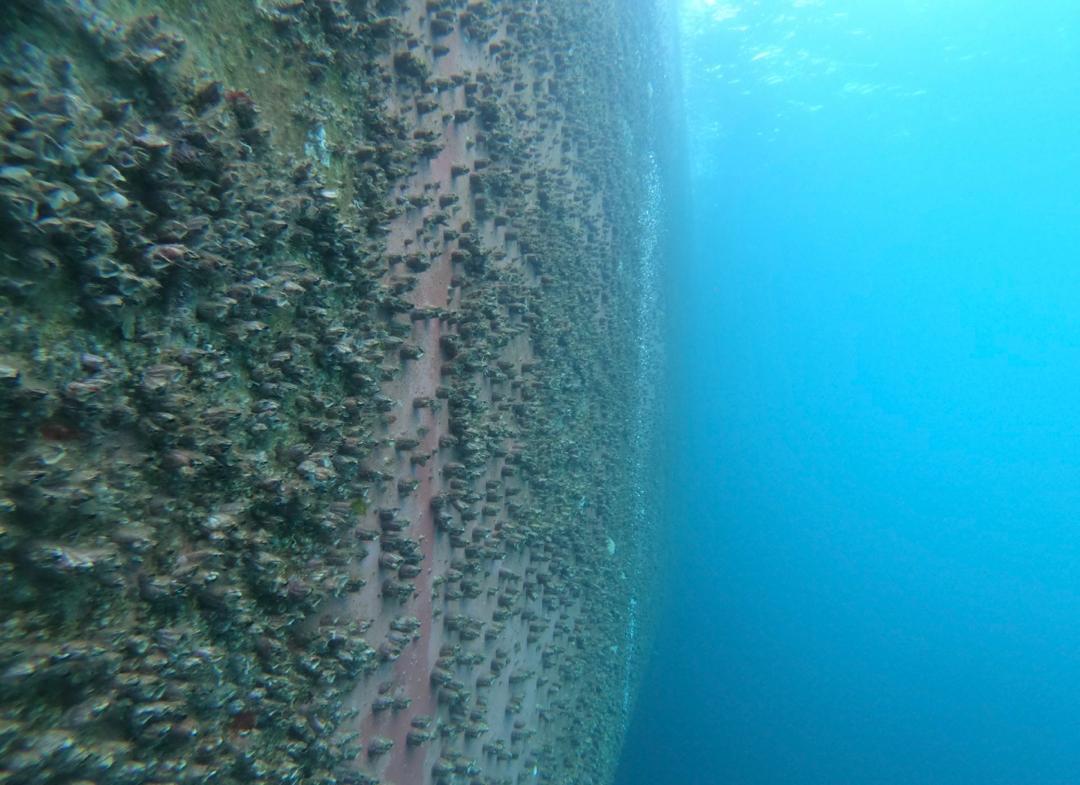 Hull inspection before cleaning 3