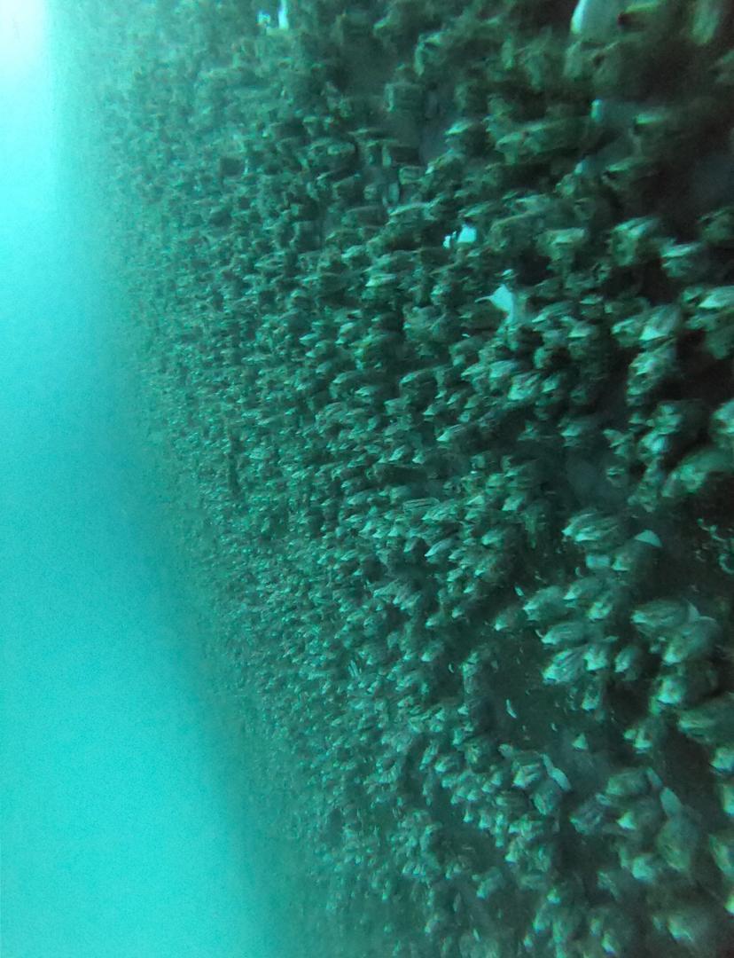 Hull inspection before cleaning 5