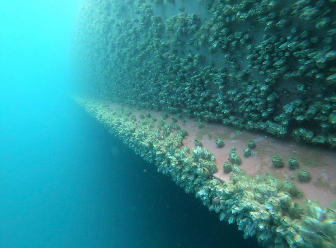 Hull inspection before cleaning 7