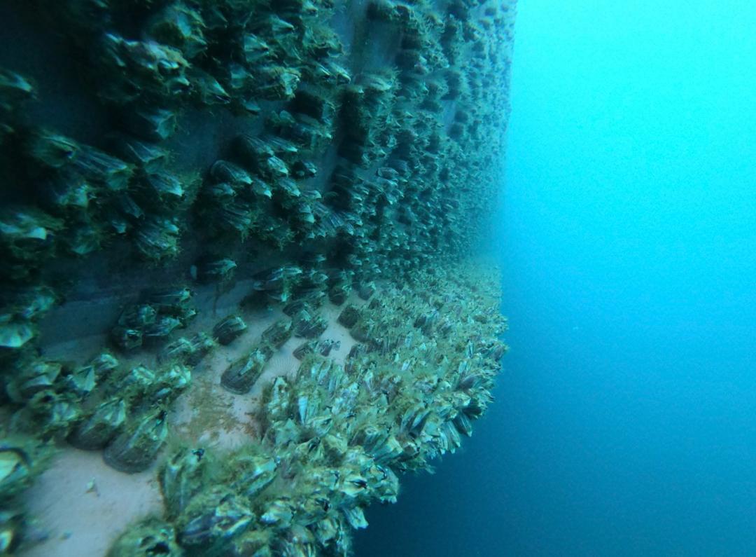 Hull inspection before cleaning 8