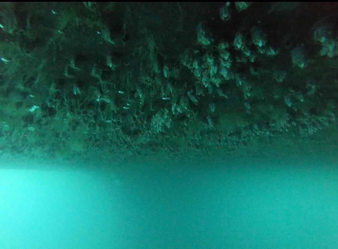 Hull inspection before cleaning 10